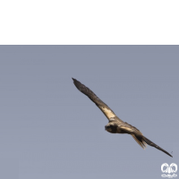 گونه سنقر تالابی Western Marsh Harrier